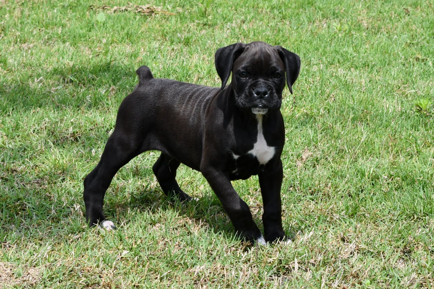 AKC Black Boxer Champion Boxer Puppy For Sale In Texas Boxer Breeder
